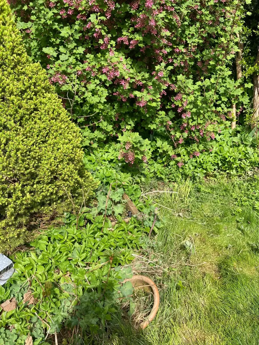 Some before n afters from a garden in kinross today!